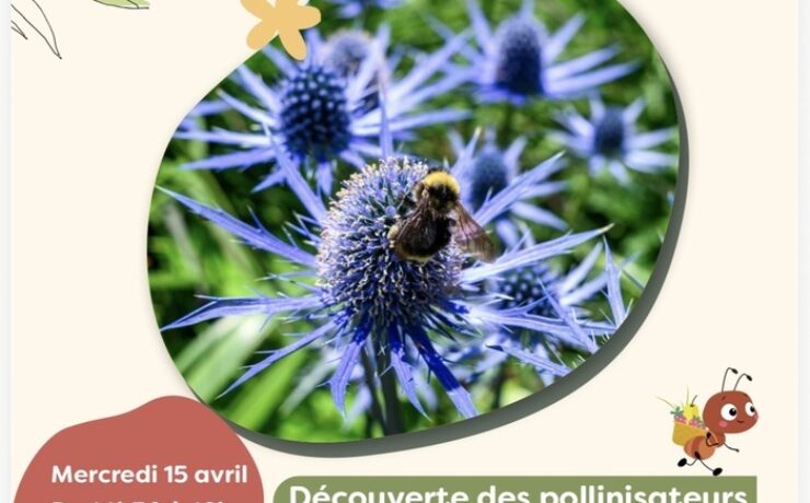 Découverte des pollinisateurs du parc Peixotto